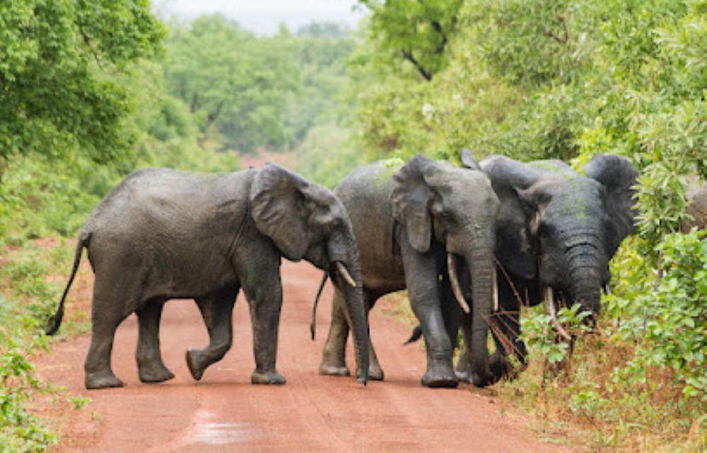 Ankobra Bridge Hotel & Resort at Mole National Park